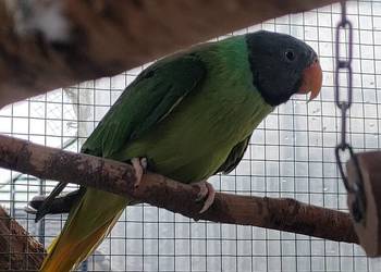 Aleksandretty himalajskie