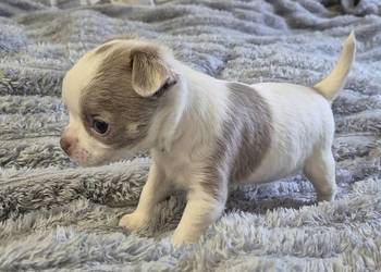 Chihuahua piesek biało liliowy