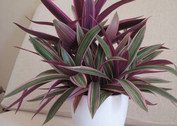 Reo meksykańskie trzykrotka tradeskancja piękna wielokolorowa roślinka