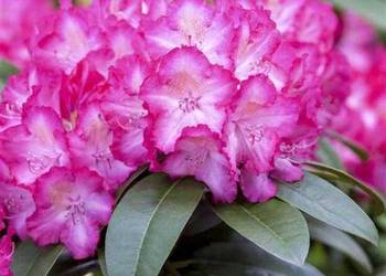 Różanecznik Sternzauber / Rhododendron 'Sternzauber' C5