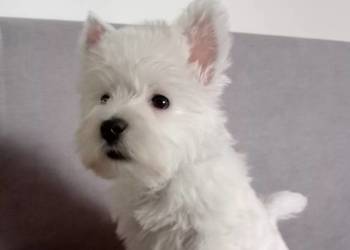 West Highland White Terrier | ZKwP FCI