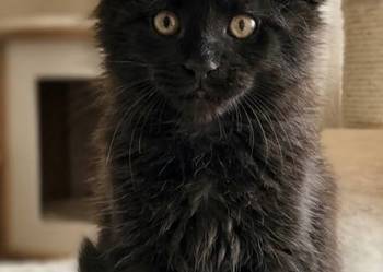 Maine coon kocurek