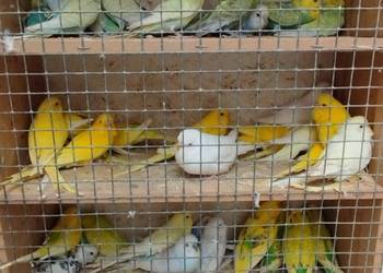 Nimfy faliste sprzedam/zamienię