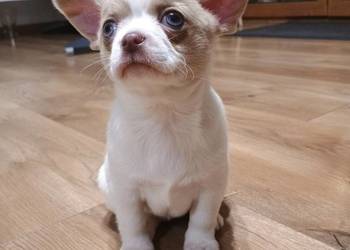 Chihuahua dziewczynka biało-liliowa