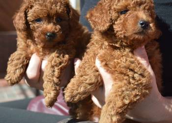 Pudel miniatura red suczka/piesek