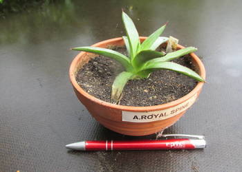 Agave Royal Spine - Agawa Krolewskie Kolce - 3 letnia sadzonka