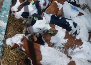 Cielęta mięsne byczki