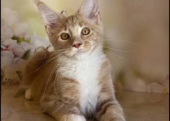 Kocurek Maine Coon Wesario Już do odbioru