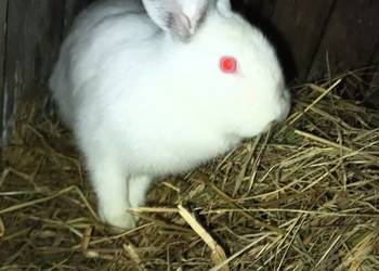 Sprzedam dwie samiczki króle