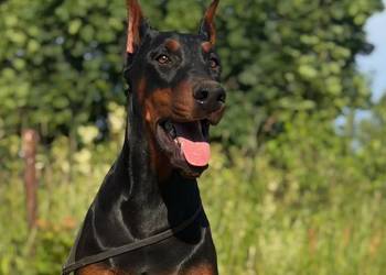Szczeniak dobermana
