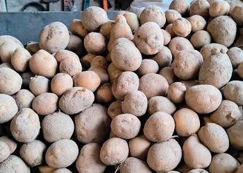 Ziemniaki jadalne Vinieta