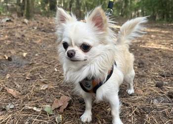 REPRODUKTOR CHIHUAHUA FCI