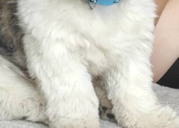 Reproduktor Shih tzu