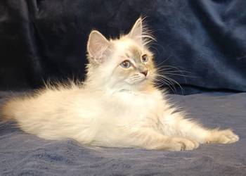 Koty Syberyjskie Neva Masquerade - PALERMO ZKolakowegoDomu*PL