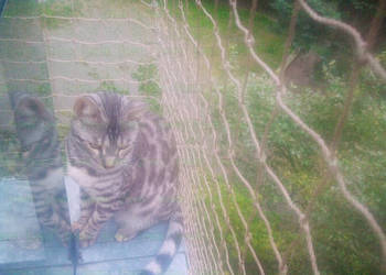 Montaż siatki dla kota na balkon Warszawa Siatka Na Balkon Z Montażem Kot