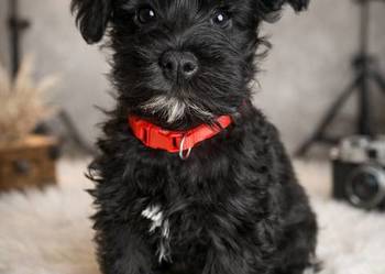 Cudna sunia sznaucerek miniaturowy *CZARNA*