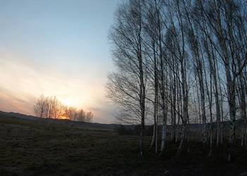 Sok z brzozy , pobierany  na bieżąco .