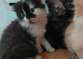 Maine Coon