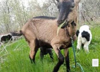 Koza z kózką i koziolkiem