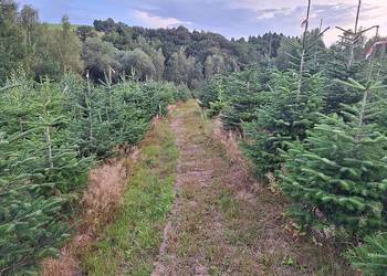 Choinki, jodła kaukaska, świerk srebrny i pospolity, własna plantacja.