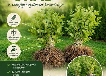 Sadzonki grab buk pospolity od 40 gr na żywopłot lub zalesienie