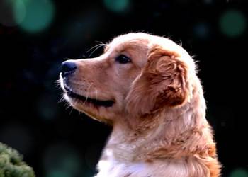 GOLDEN RETRIEVER-typ amerykański, ZKwP/FCI, mniejsze w typie