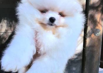 Szpic miniaturowy pomeranian bialy miś