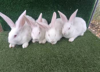 Króliki mieszańce Belg+termondzki biały