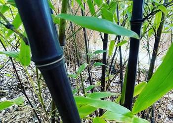 Bambus Phyllostachys Nigra, Filostachys Czarny 5l 60-100cm