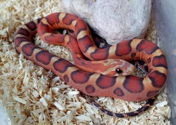 Wąż zbożowy, węże zbożowe, zbożówka SCALELESS - bez łusek - Warszawa