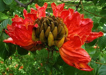TULIPAN AFRYKAŃŚKI Spathodea campanulata-NASIONA 2200szt-10g