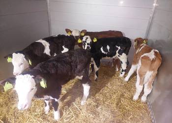 Sprzedam cielęta mięsne