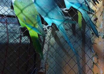 Mnichy nizinne Mnichy nizinne