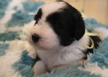 Bearded collie szczeniaki FCI