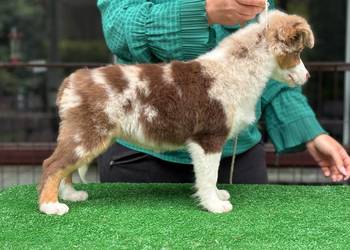 miniaturowy owczarek amerykański mini aussie