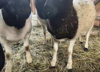 Baranki DORPER. Owce, baranek kastraty.