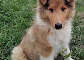 Owczarek szkocki collie szczeniak
