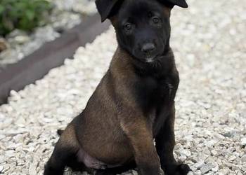 Owczarki belgijskie malinois