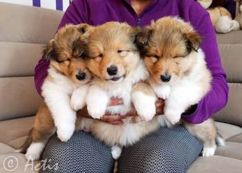 COLLIE Owczarek Szkocki długowłosy szczeniaki po Championach "Lassie"