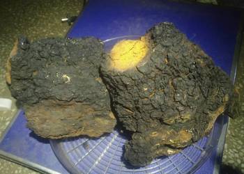 Czaga - błyskoporek brzozowy suszony