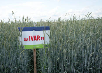 Żyto hybrydowe SU Ivar