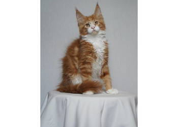 Kocurek Maine Coon FPL