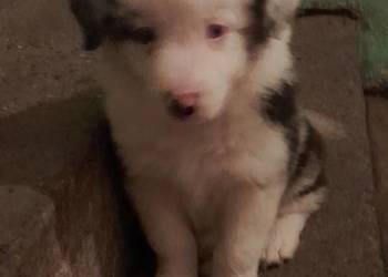 Szczeniak border collie