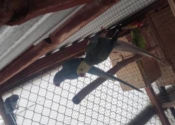 Aleksandretty i inne papugi