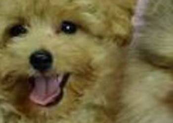 Poomapo  szczenięta-Rezerwacja