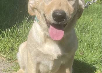Labrador szczeniak