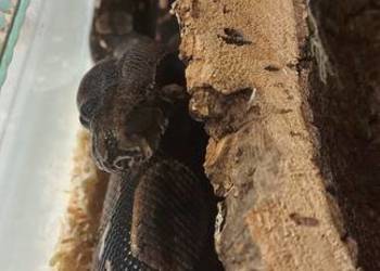 Boa Imperator