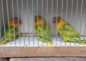 Nierozłączki czarnogłowe szeki 2025r