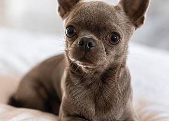Reproduktor chihuahua Lilac badania DNA sprawdzony