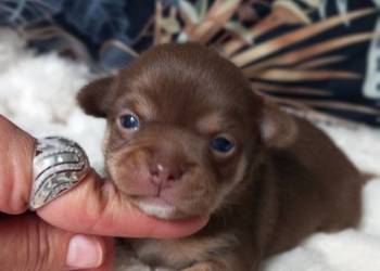 Chihuahua krótkowłosy czekoladowy